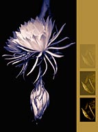 Night Blooming Cereus by Vallarie Enriquez